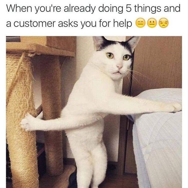 Kucing yang Memeable, Terlalu Imut atau Kelewat Absurd Tingkahnya