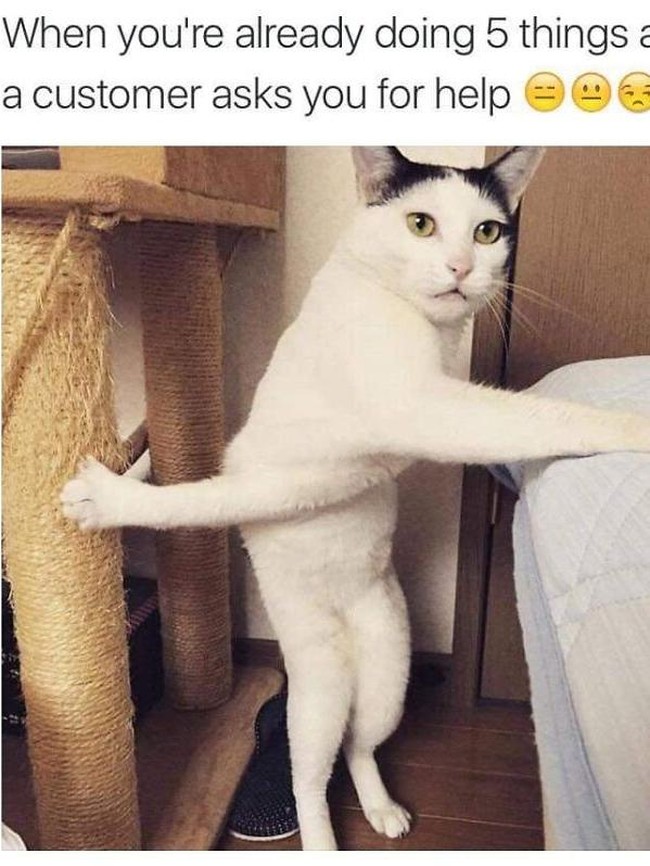 Kucing yang Memeable, Terlalu Imut atau Kelewat Absurd Tingkahnya