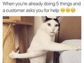 Kucing yang Memeable, Terlalu Imut atau Kelewat Absurd Tingkahnya