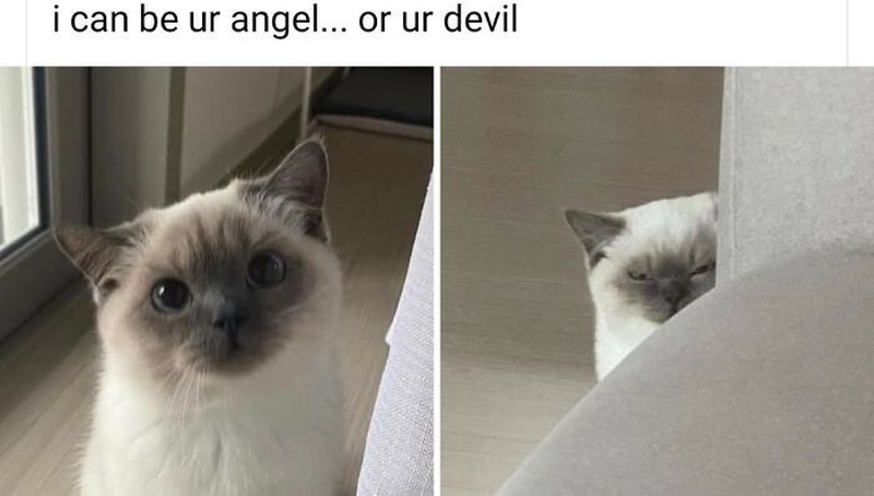 Addictedtokittys via Bored Panda