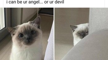 Pilihan di tanganmu. Foto: Addictedtokittys via Bored Panda