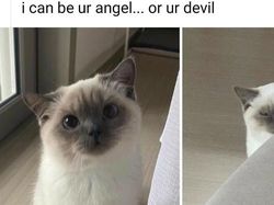 Kucing yang Memeable, Terlalu Imut atau Kelewat Absurd Tingkahnya