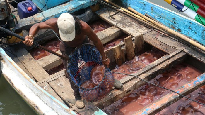 Banjir Rezeki, Nelayan Muncar Panen hingga 3,5 Ton Ubur-Ubur Sehari Pekerja memikul tong berisi ubur-ubur hasil tangkapan nelayan di Muncar, Banyuwangi, Jawa Timur, Rabu (28/10/2026). Pada puncak musim tangkapan di bulan Oktober, satu kapal nelayan mampu memperoleh tangkapan hingga 120 keranjang ubur-ubur atau sekitar 3,5 ton per hari dengan harga jual Rp25 ribu per keranjang, sehingga menjadi sumber tambahan penghasilan bagi nelayan dan buruh angkut setempat. ANTARA FOTO/Budi Candra Setya