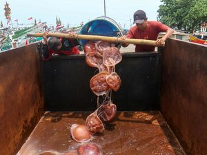 Banjir Rezeki, Nelayan Muncar Panen hingga 3,5 Ton Ubur-Ubur Sehari
