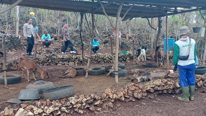 Beberapa kambing mati akibat serangan anjing liar di Bulak Belang, Bamban, Kalurahan Bohol, Kapanewon Rongkop, Gunungkidul, Rabu (28/10/2026).