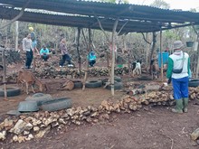 Momen Warga Gunungkidul Lempari Anjing Liar Pemangsa 9 Kambing