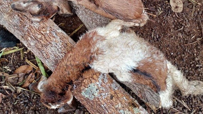 Beberapa kambing mati akibat serangan anjing liar di Bulak Belang, Bamban, Kalurahan Bohol, Kapanewon Rongkop, Gunungkidul, Rabu (28/10/2026).