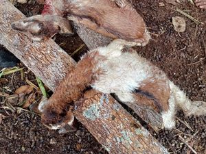 9 Kambing di Rongkop Gunungkidul Ditemukan Mati Tercabik-cabik