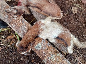 9 Kambing di Rongkop Gunungkidul Ditemukan Mati Tercabik-cabik