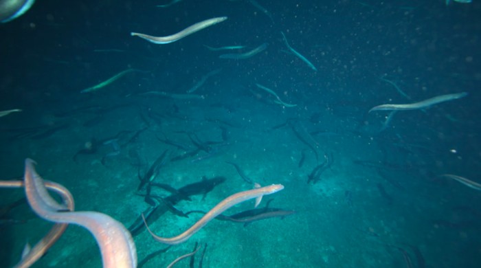 Belut keranjang berkumpul dalam jumlah luar biasa di sekitar Patience Seamount, selatan Tasmania, dalam rekaman yang diambil pada tahun 2007.