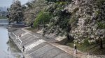 Mekarnya Tabebuya Warnai Bantaran Banjir Kanal Barat Semarang