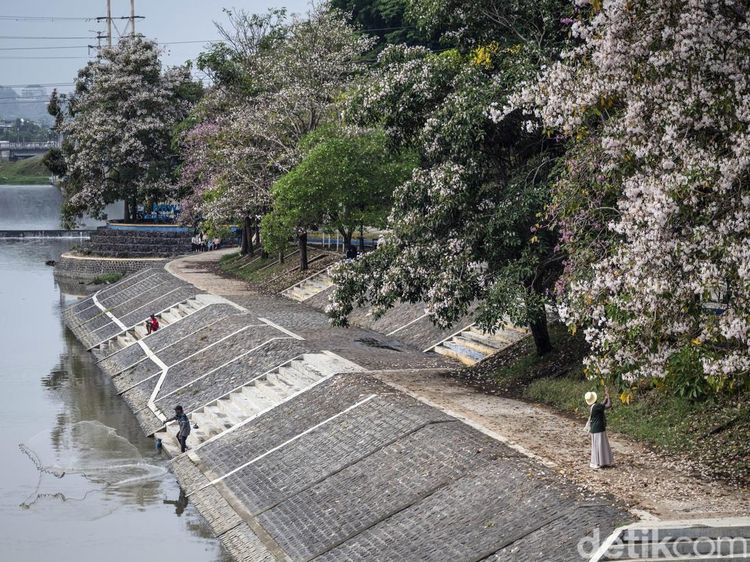 Mekarnya Tabebuya Warnai Bantaran Banjir Kanal Barat Semarang