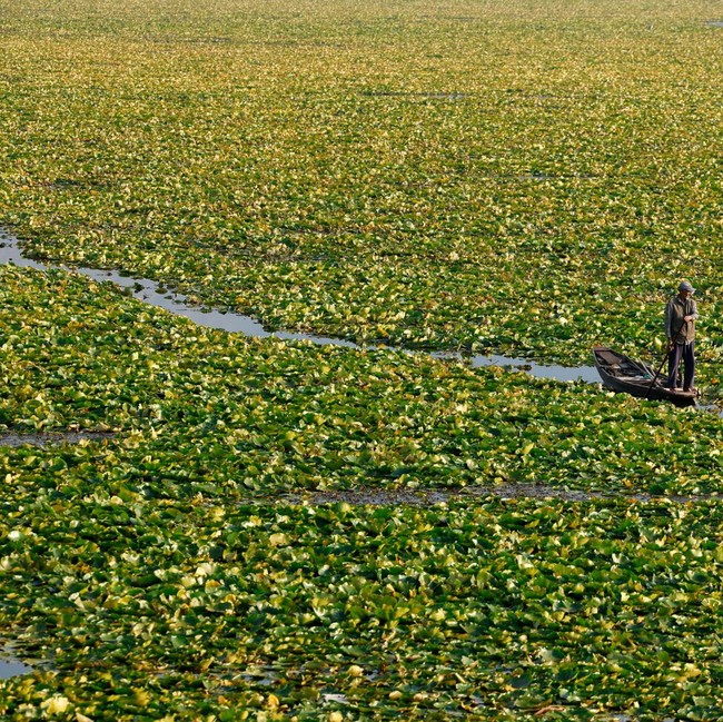 Danau Dal Kian Terhimpit Gulma dan Pencemaran