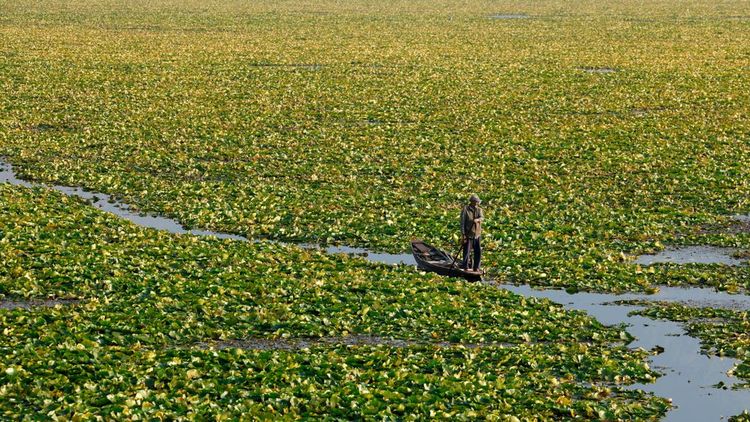 Danau Dal Kian Terhimpit Gulma dan Pencemaran