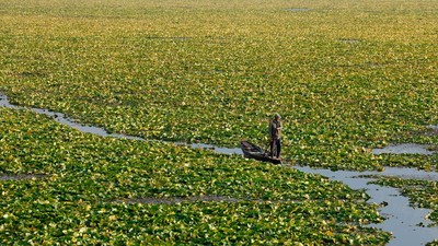 Danau Dal Kian Terhimpit Gulma dan Pencemaran