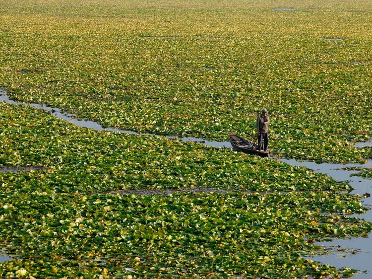 Danau Dal Kian Terhimpit Gulma dan Pencemaran