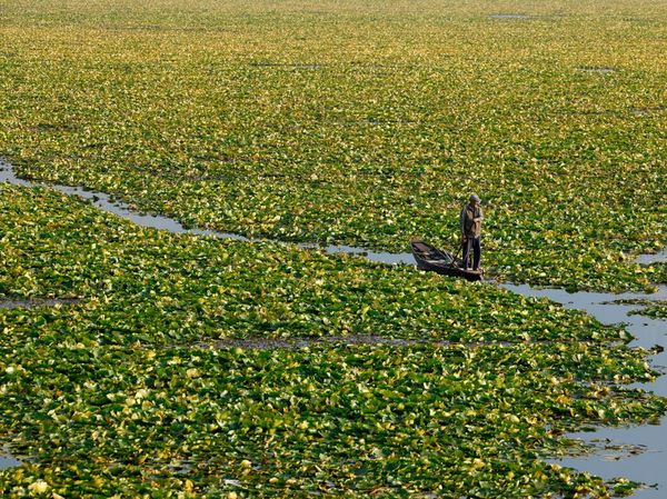 Danau Dal Kian Terhimpit Gulma dan Pencemaran