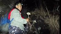 Bunga Edelweis Gunung Ciremai Gosong Jadi Arang gegara Karhutla
