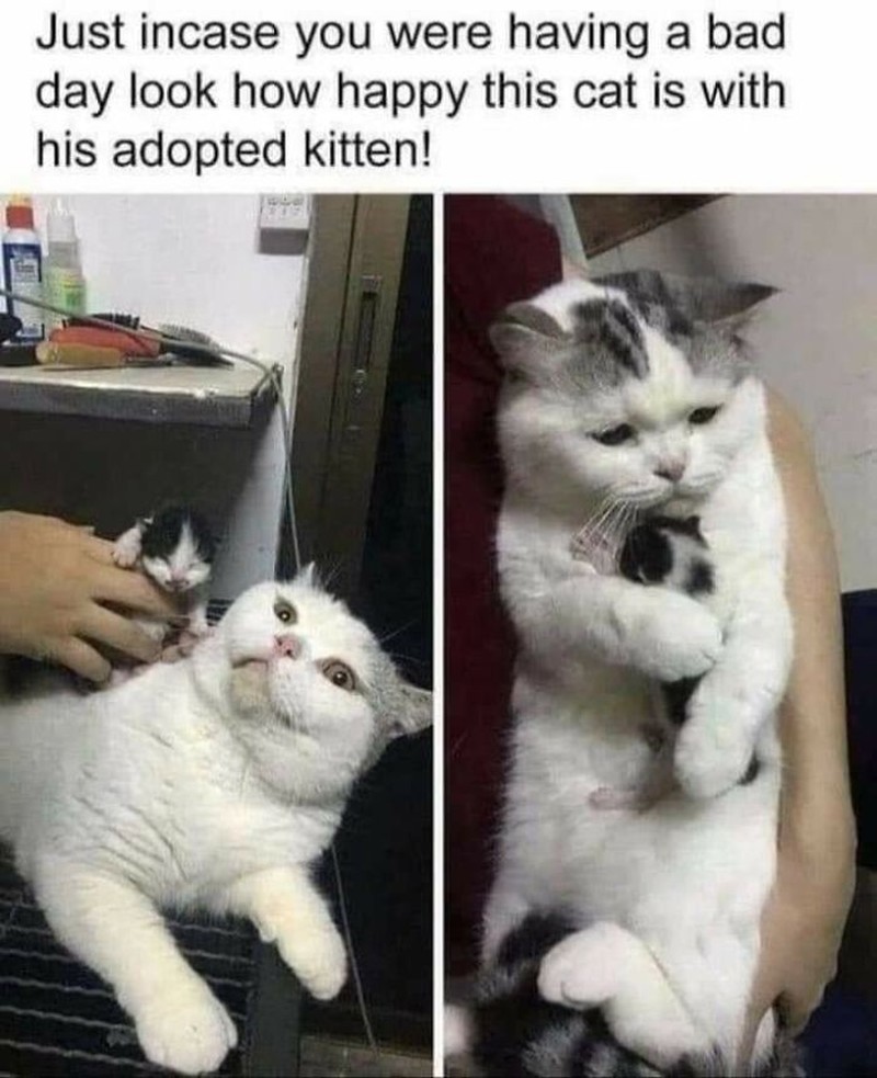Kucing yang Memeable, Terlalu Imut atau Kelewat Absurd Tingkahnya.