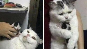 Dan kucing ini mengadopsi si kecil. Foto: Addictedtokittys via Bored Panda