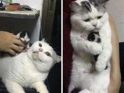 Kucing yang Memeable, Terlalu Imut atau Kelewat Absurd Tingkahnya