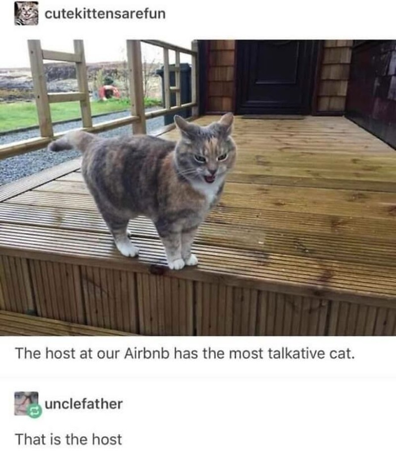 Kucing yang Memeable, Terlalu Imut atau Kelewat Absurd Tingkahnya.