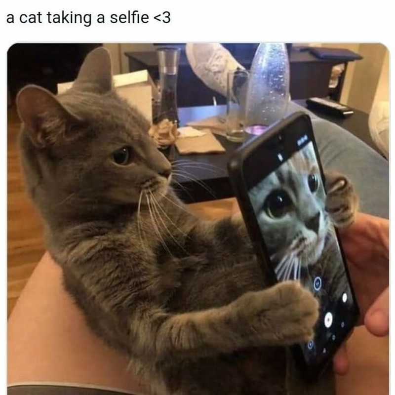 Kucing yang Memeable, Terlalu Imut atau Kelewat Absurd Tingkahnya.