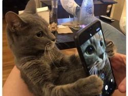 Kucing yang Memeable, Terlalu Imut atau Kelewat Absurd Tingkahnya