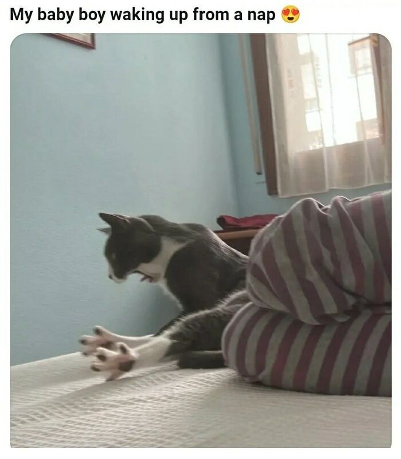 Kucing yang Memeable, Terlalu Imut atau Kelewat Absurd Tingkahnya.