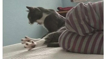 Capek banget kayaknya. Foto: Addictedtokittys via Bored Panda