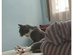 Kucing yang Memeable, Terlalu Imut atau Kelewat Absurd Tingkahnya