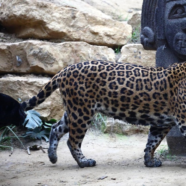 Labu Halloween untuk Jaguar, Meerkat, hingga Rusa Kutub
