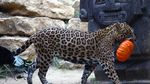 Labu Halloween untuk Jaguar, Meerkat, hingga Rusa Kutub