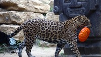 Labu Halloween untuk Jaguar, Meerkat, hingga Rusa Kutub