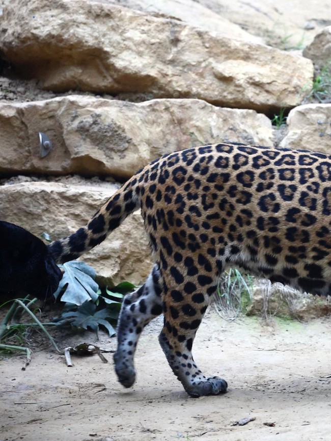 Labu Halloween untuk Jaguar, Meerkat, hingga Rusa Kutub