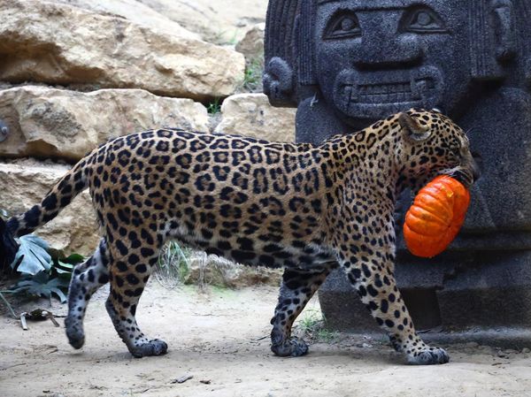 Labu Halloween untuk Jaguar, Meerkat, hingga Rusa Kutub