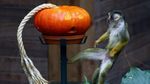Labu Halloween untuk Jaguar, Meerkat, hingga Rusa Kutub