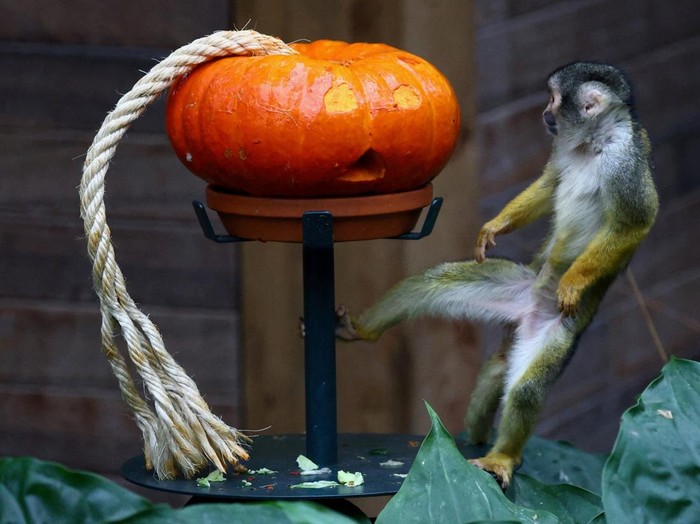 Labu Halloween untuk Jaguar, Meerkat, hingga Rusa Kutub People dressed as phantom pandas entertain visitors ahead of Halloween at Pairi Daiza wildlife park in Brugelette, Belgium, October 27, 2026. REUTERS/Yves Herman