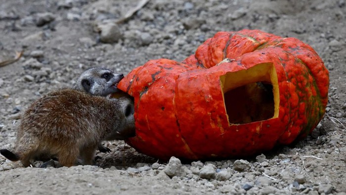 Labu Halloween untuk Jaguar, Meerkat, hingga Rusa Kutub People dressed as phantom pandas entertain visitors ahead of Halloween at Pairi Daiza wildlife park in Brugelette, Belgium, October 27, 2026. REUTERS/Yves Herman