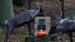 Labu Halloween untuk Jaguar, Meerkat, hingga Rusa Kutub