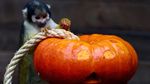 Labu Halloween untuk Jaguar, Meerkat, hingga Rusa Kutub