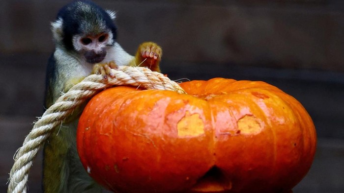 People dressed as phantom pandas entertain visitors ahead of Halloween at Pairi Daiza wildlife park in Brugelette, Belgium, October 27, 2026. REUTERS/Yves Herman