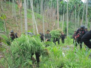 BNN Aceh Musnahkan Ladang Ganja 18 Hektare di Aceh Utara, 4 Orang Ditangkap