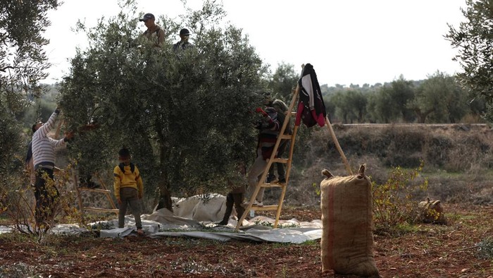 Panen Zaitun Warga Kurdi di Tengah Krisis Ekonomi A man picks olives in Afrin, Syria, October 27, 2026. REUTERS/Orhan Qereman