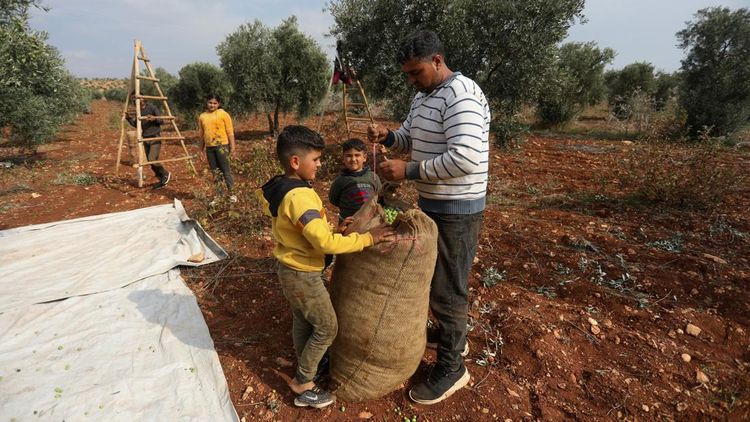 Panen Zaitun Warga Kurdi di Tengah Krisis Ekonomi