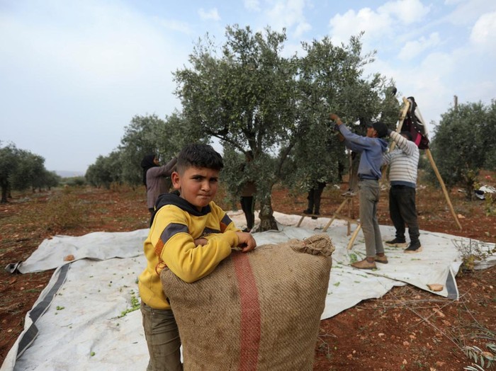 Panen Zaitun Warga Kurdi di Tengah Krisis Ekonomi A man picks olives in Afrin, Syria, October 27, 2026. REUTERS/Orhan Qereman