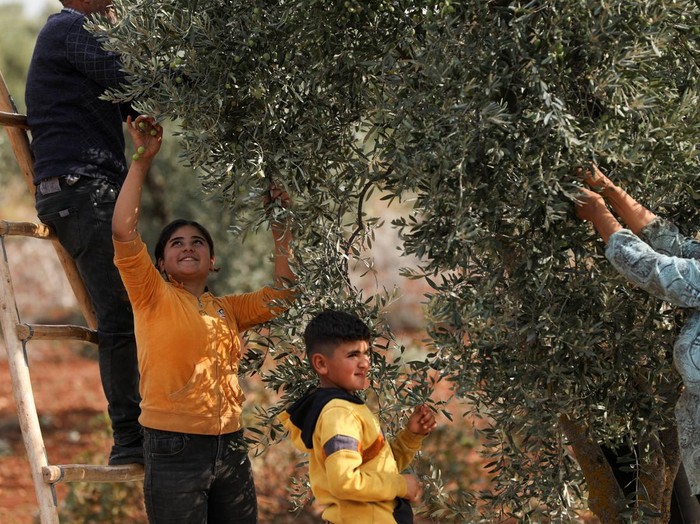 Panen Zaitun Warga Kurdi di Tengah Krisis Ekonomi A man picks olives in Afrin, Syria, October 27, 2026. REUTERS/Orhan Qereman