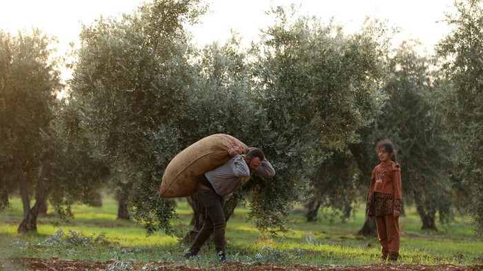 Panen Zaitun Warga Kurdi di Tengah Krisis Ekonomi A man picks olives in Afrin, Syria, October 27, 2026. REUTERS/Orhan Qereman