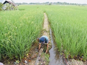 Kemarau Bikin Sawah Retak, Petani Dusun Besar Dibantu Pompa Air