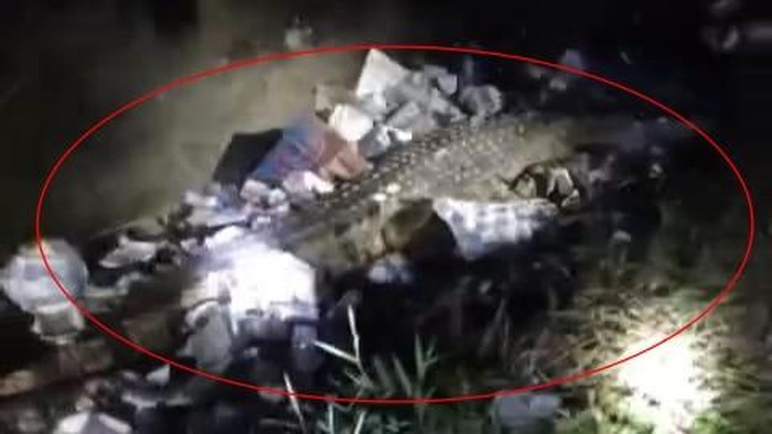 Seekor buaya sepanjang sekitar 3 meter terekam kamera saat berada di dalam selokan yang dipenuhi sampah di Polman. (Dok. Istimewa) Seekor buaya sepanjang sekitar 3 meter terekam kamera saat berada di dalam selokan yang dipenuhi sampah di Polman.